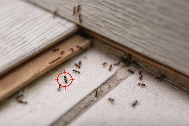 Best Pest Removal Services  in Flowood, MS