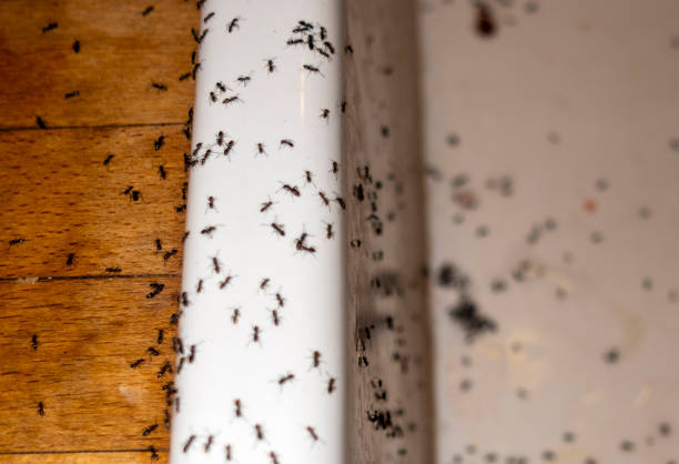 Best Wildlife Control Services  in Flowood, MS